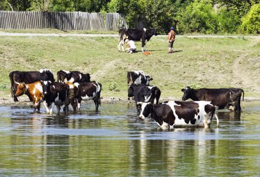 İnek sürüsü nehre içmeye geldim.