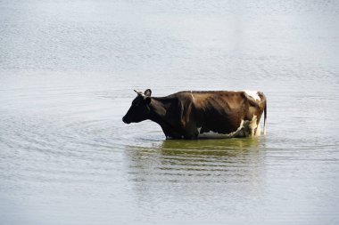 İnek sürüsü nehre içmeye geldim.