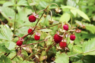 Bush olgun çilek ormanda bir dal üzerinde.