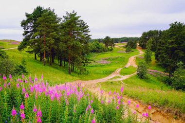 Koltush heights - doğal peyzaj, Zuevo kentsel yerleşme, Vsevolozhsky district, Leningrad region, Rusya Federasyonu