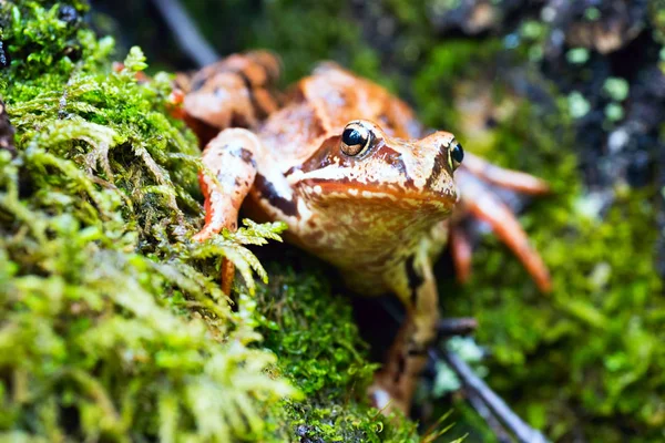 Rosnička Jaře Listy Lithobates Rusko Leningrad Region — Stock fotografie