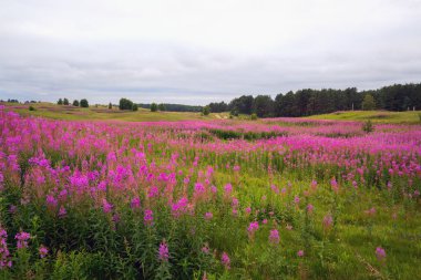 Koltush heights - doğal peyzaj, Zuevo kentsel yerleşme, Vsevolozhsky district, Leningrad region, Rusya Federasyonu