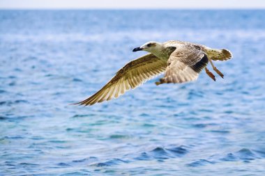 Karadeniz deniz karşı uçan martı.