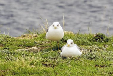 İki deniz deniz arka plan üzerinde oturan martılar siyah.