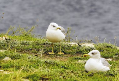 İki deniz deniz arka plan üzerinde oturan martılar siyah.