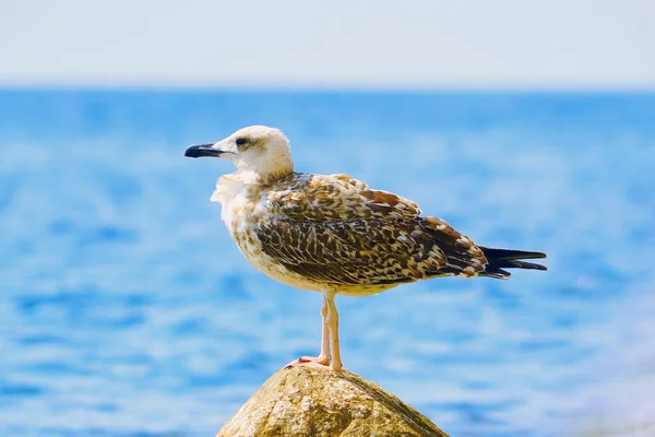 The black sea gull sitting on a rock on the sea background.