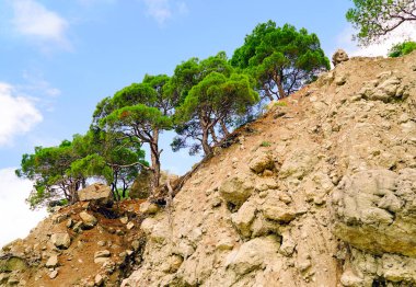Kırım çam bir kayalık dağ yamacında.