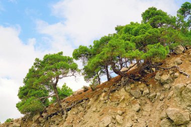 Kırım çam bir kayalık dağ yamacında.
