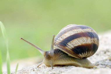 Salyangoz taşın üzerinde sürünüyor. Tarhankut. Kırım, Ukrayna. Eobania vermiculata