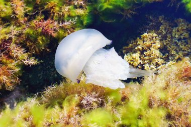 Black sea jellyfish kornerot lat. Rhizostoma pulmo . Tarhankut. Crimea clipart