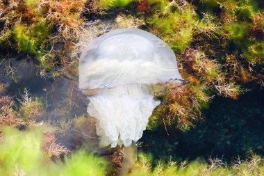 Karadeniz denizanası kornerot lat. Rhizostoma pulmo . Tarhankut. Kırım