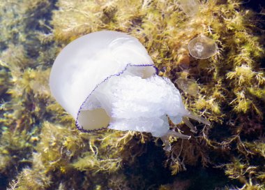 Karadeniz denizanası kornerot lat. Rhizostoma pulmo . Tarhankut. Kırım