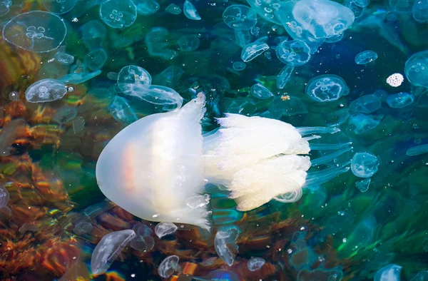 해파리 쥐입니다 Rhizostoma Pulmo 입니다 — 스톡 사진