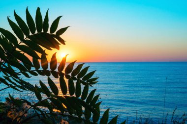 Yaprakların arasından Karadeniz 'de gün doğumu. Kırım. Ukrayna.