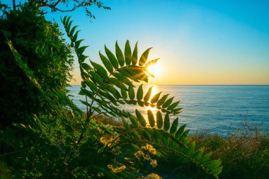 Yaprakların arasından Karadeniz 'de gün doğumu. Kırım. Ukrayna.