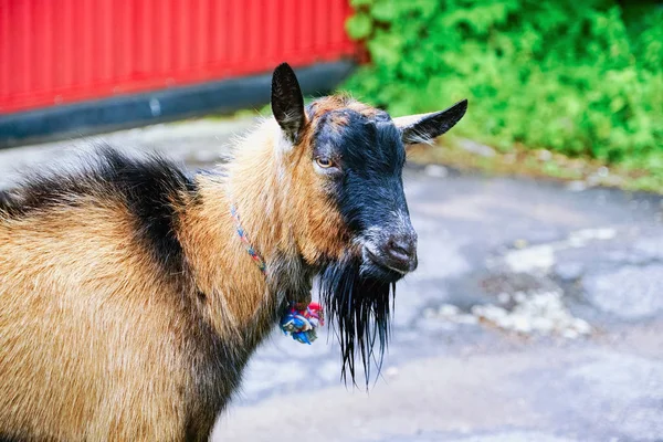 Retrato de uma cabra com barba na rua da aldeia no verão . — Fotografia de Stock