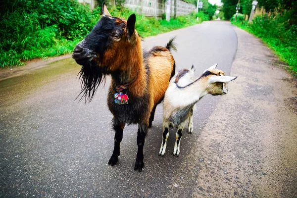 Dos cabras vagan por la calle en el pueblo en el verano . — Foto de Stock