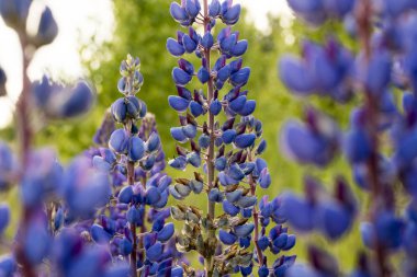 Lupin Mor çiçek yeşil arka plan üzerinde yakın çekim