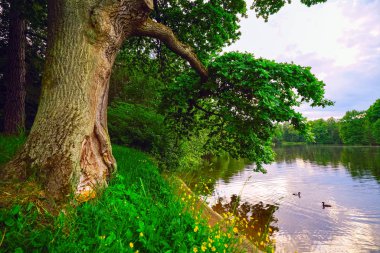 Kültür Central Park'ta gölet ve dinlenme St Petersburg kenarına meşe