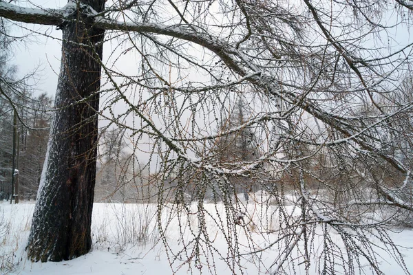 カラマツの枝は雪で覆われています 冬の風景 ロシア レニングラード地域 — ストック写真
