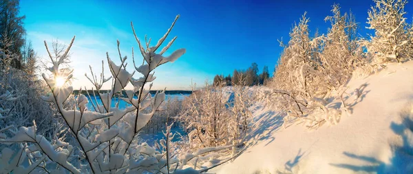 Besneeuwde Bos Een Zonnige Dag Winterlandschap Rusland Leningrad Regio — Stockfoto