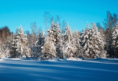 Snowy orman parlak güneşli bir günde. Kış manzarası. Rusya, Leningrad bölgesinde.