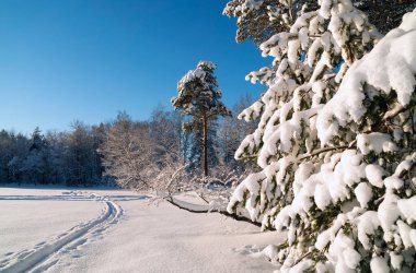 Snowy orman parlak güneşli bir günde. Kış manzarası. Rusya, Leningrad bölgesinde.