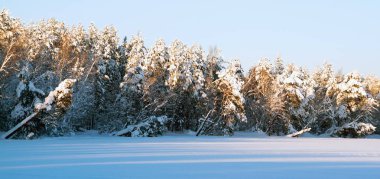 Snowy orman parlak güneşli bir günde. Kış manzarası. Rusya, Leningrad bölgesinde.