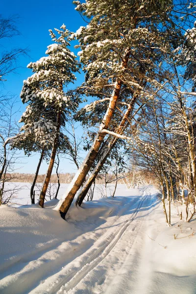 Besneeuwde Bos Een Zonnige Dag Winterlandschap Rusland Leningrad Regio — Stockfoto