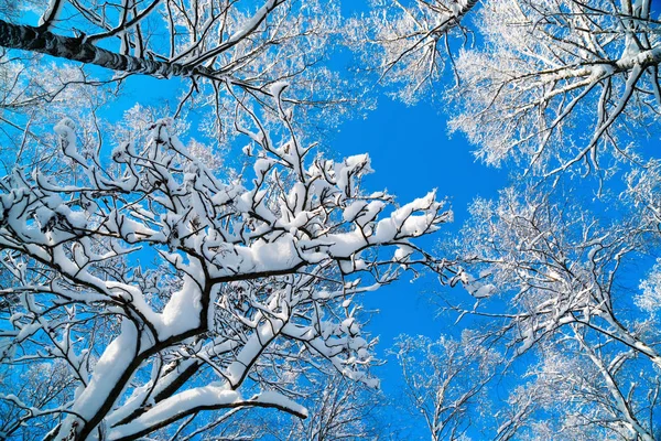 Besneeuwde Boom Tops Tegen Een Blauwe Hemel Een Zonnige Dag — Stockfoto