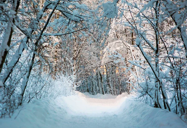Snowy orman parlak güneşli bir günde. Kış manzarası. Rusya, Leningrad bölgesinde.