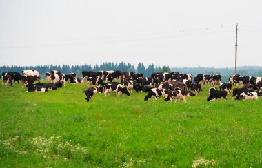 Yaz yeşil çayır otlatma inek sürüsü. Beyaz Rusya, Polesie.