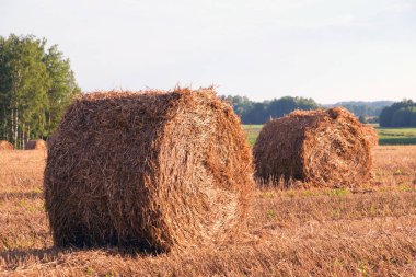 Alan mowed ve rulo, saman bir hasat sonra yalan