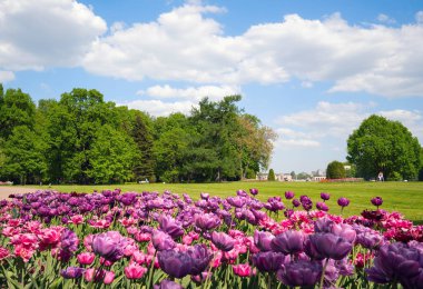 Lale Park Elagin Adası, St. Petersburg ilkbaharda