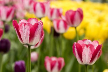 Lale Park Elagin Adası, St. Petersburg ilkbaharda .