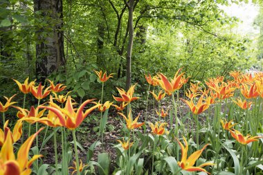 Lale Festivali bahar Park Elagin Adası, St Petersburg .