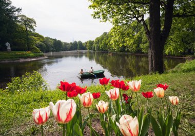 Lale Park Elagin Adası, St. Petersburg ilkbaharda .