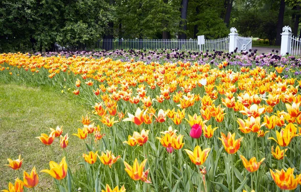 Lale Festivali bahar Park Elagin Adası, St Petersburg .