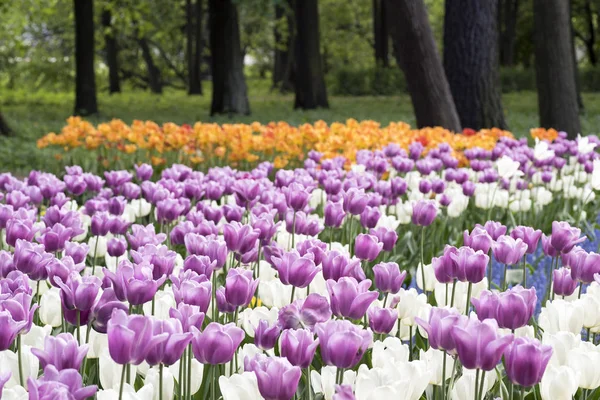 Lale Festivali Bahar Park Elagin Adası Petersburg — Stok fotoğraf