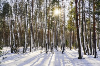Karla kaplı ağaçlar parlak güneşli bir kış ormanı.