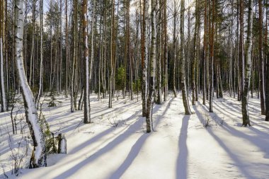 Karla kaplı ağaçlar parlak güneşli bir kış ormanı içinde uzun gölgeler.