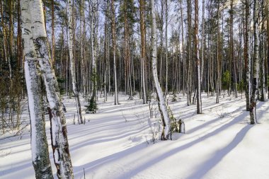 Karla kaplı ağaçlar parlak güneşli bir kış ormanı içinde uzun gölgeler.
