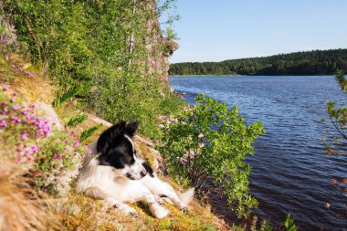 Köpek gölün kıyısında çiçeklerle bir çilek tarlasında yatıyor..