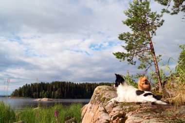 İki köpek dağ kenarında, göl kıyısına uzanıyor..