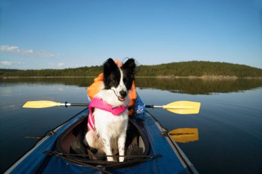 Dog in a life jacket floating on the lake in a kayak . clipart