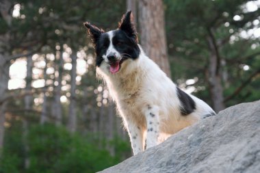 Dağlarda kayalarüzerinde gülümseyen köpek.