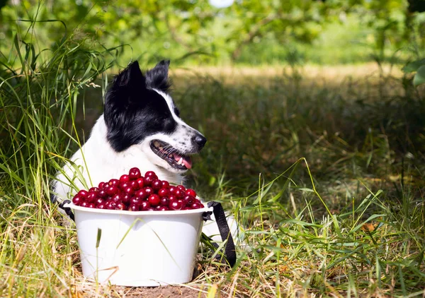 Sonriente perro raza frontera collie acostado en la hierba cerca de un cubo de cerezas . — Foto de Stock