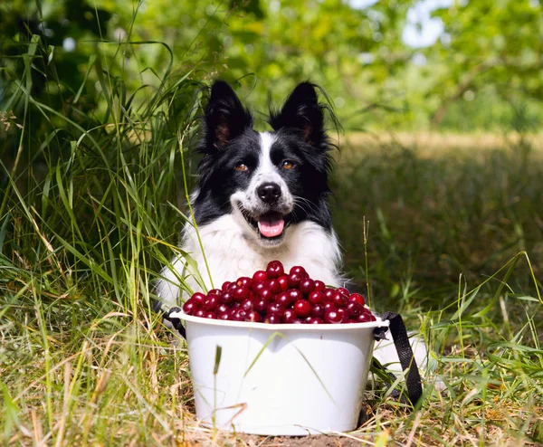 Gülümseyen köpek ırkı sınır collie kiraz bir kova yanında çim üzerinde yalan.