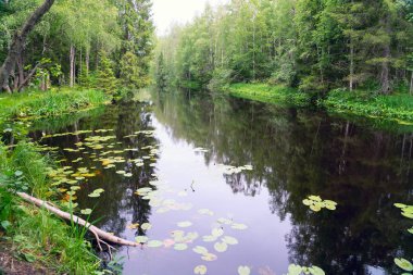 Tohmajoki nehrinde nilüferler. Karelya.