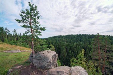 Kayalık bir kayalık üzerinde taşlar arasında çam ağaçları . Hellenici Nehri , Karelia.